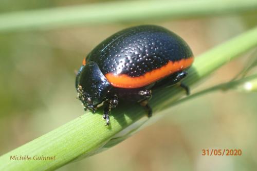 Réf. 281 313 : Chrysolina sanguinolenta